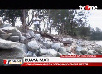Buaya Mati Ini Diduga Karena Diracun Warga