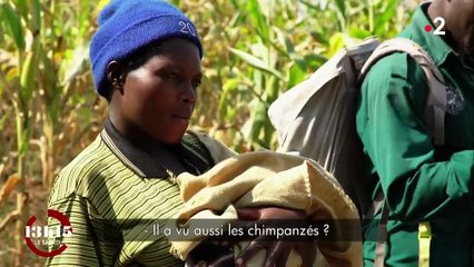 Les néonicotinoïdes pourraient être responsables de malformations chez un tiers des chimpanzés en Ouganda