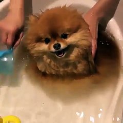 my dog likes shower and cleaning every day