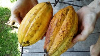 Do you know that Cacao is a fruit?