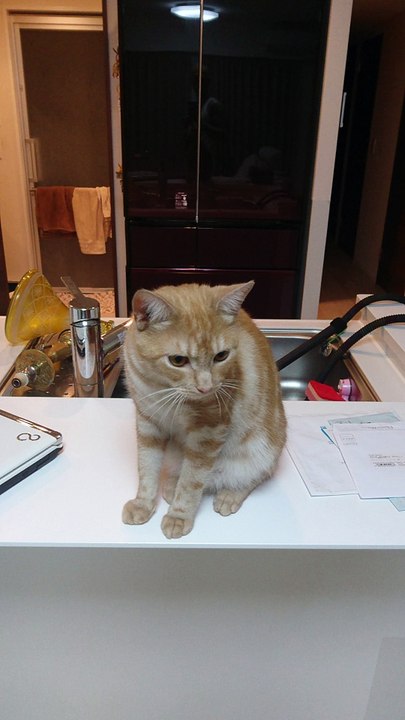 Funny My Cats