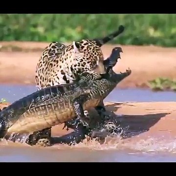 A JAGUAR ambushes a stunned caiman, sinks its teeth into the eight-foot reptile before dragging it back across the water and into the jungle.Credit: aBarcrof