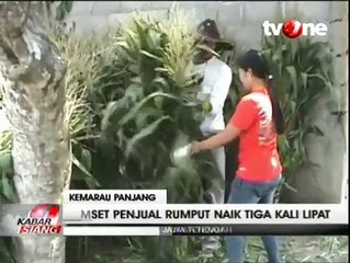 Kemarau Panjang Membawa Berkah bagi Penjual Rumput