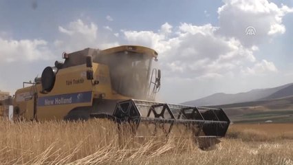 Bitlis'te Buğdayda Yüksek Rekolte Beklentisi