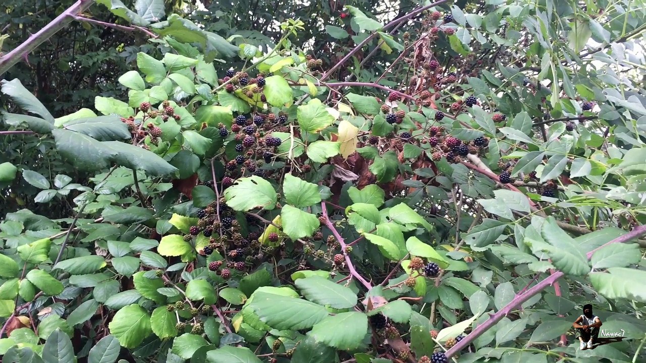 Étape 11 : Blois – Chaumont-sur-Loire / Saint-Jacques-de-Compostelle par la Voie de Tours – 11 août 2017.