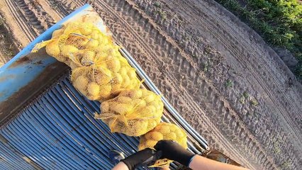 Kopanie Ziemniaków z Anitą ㋡ Moja Kuzynka Pomaga Nam w Wykopkach ☆ [Vlog # 29]