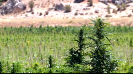 A push in Lebanon to legalise cultivation of medical cannabis