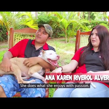 The athletic dog takes part in the canine version of the Olympics during which pit bulls show off their speed, strength, and agility.Credit: Barcroft TV