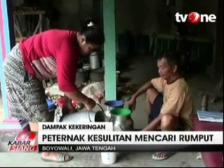 Kekeringan Membuat Produksi Susu Sapi Menurun