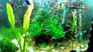 COLORS COMMUNITY FISH TANK%21%21