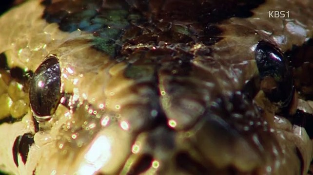 동물의 세계.180219 HD