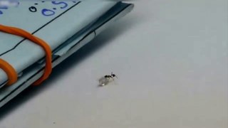 Ant Stealing a Diamond