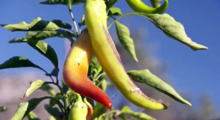 The Voyager With Josh Garcia S02 - Ep15 Olympic-Sized Adventure HD Watch