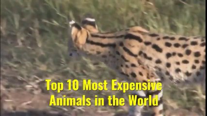 Top 10 Most Expensive Animals in the World