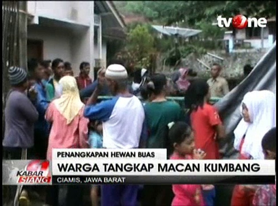 Warga Ciamis Tangkap Macan Kumbang Pemangsa Ternak