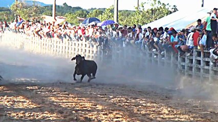 КОЛЕО ЕЛ КАЧО ДЕ ОРО
