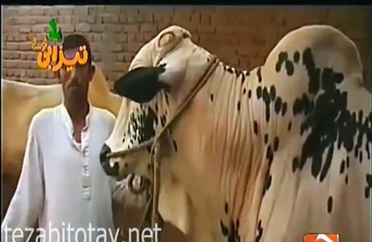 baqra eid top video