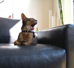 Abyssinian cat -  abyssinian cat breed - overview, facts, traits and price