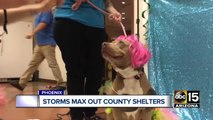Maricopa County animal shelters maxed out following monsoon storms
