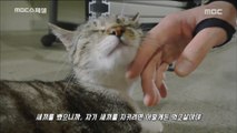 [ANIMAL]A mother cat that entered the human domain to protect her young.,MBC 다큐스페셜 20180813