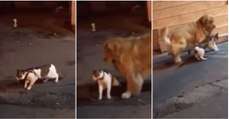 Golden retriever evita que amigo gato se envolva em briga com outro felino
