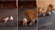Golden retriever evita que amigo gato se envolva em briga com outro felino