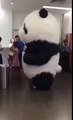 Fat Panda Getting Stuck At The Door