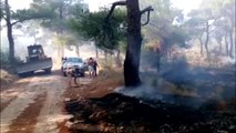 Ezine'de Orman Yangını (1)
