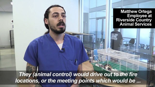 Pets from California fire evacuees wait in shelters