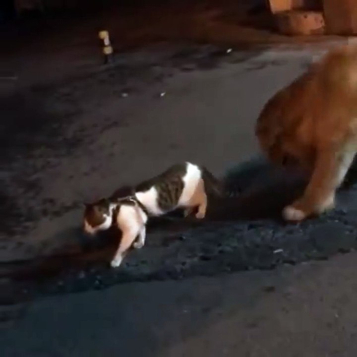 Un chien rattrape un chat pour l’empêcher de se battre