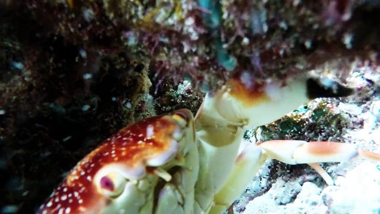 Crab vole GoPro et vous ne croirez pas les images qu'il crée