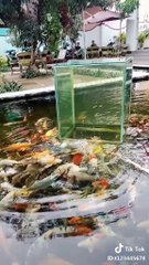 Dragon carp - Cá Chép Hóa Rồng