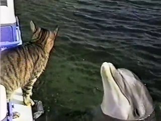 Скачать видео: Ce chat joue avec les dauphins... Adorable