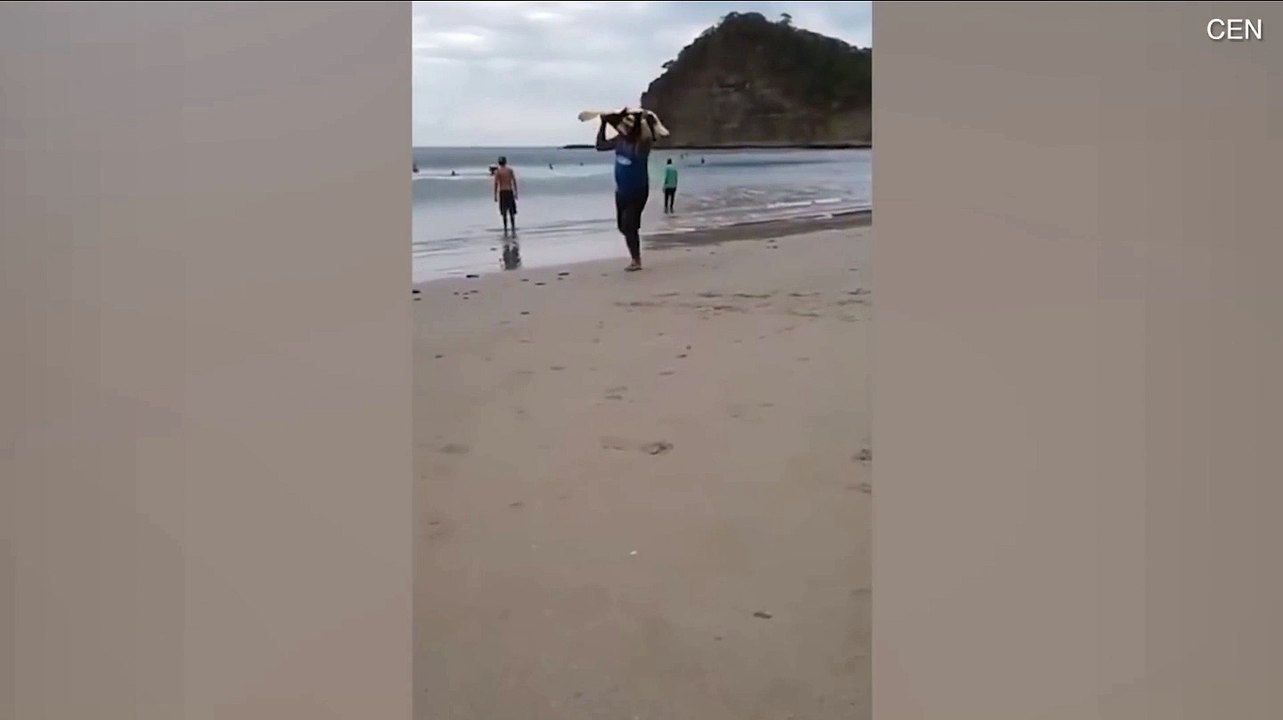 Des braconniers surpris en train de voler des tortues de mer