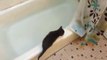 Ce chaton se jette dans le bain et va le regretter
