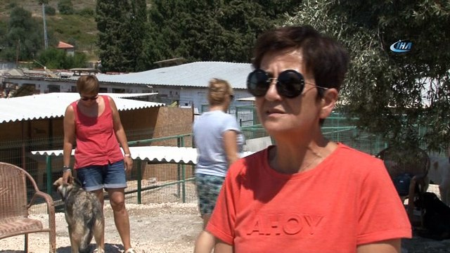 Çeşme’de sokak hayvanları sahipsiz değil... Yaralı hayvanlar önce tedavi ediliyor sonra yuvalandırılıyor