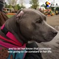 Pit Bull Dog Wags Her Tail SO Hard No Matter What - CALISTA Update | The Dodo Pittie Nation