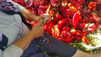 Biber salçasının sofraya zahmetli yolculuğu - OSMANİYE