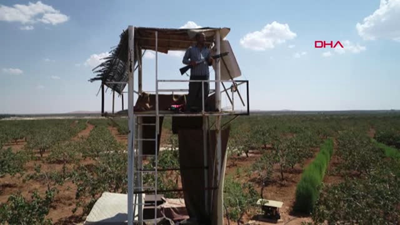 Gaziantep Antep Fıstığı İçin Gece Gündüz Silahlı Nöbet Özel Hd