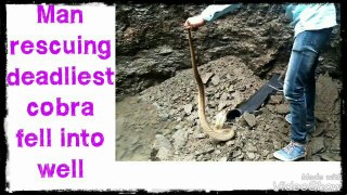 Man rescuing deadliest cobra fell into well and releasing in forest
