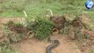 DIY Snake Trap Technology - Learning to make Bamboo snake trap