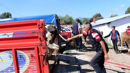 Mudurnu'da kurbanlıklar satışa çıktı - BOLU