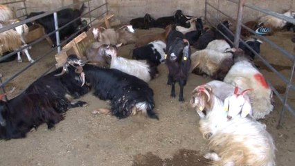 Elazığ'da Kurbanlıklar Pazara İndi