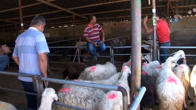 Elazığ’da kurbanlıklar pazara indi