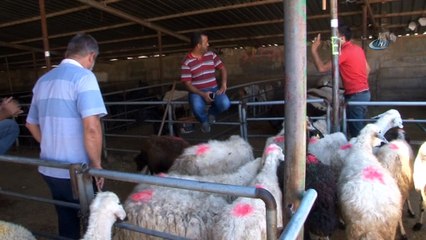 Elazığ’da kurbanlıklar pazara indi