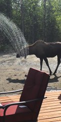 Momma Moose Showers Under the Sprinkler