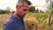 Lion KISSES | The Lion Whisperer