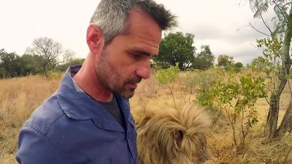 Lion KISSES | The Lion Whisperer