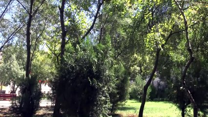 Baykuşlar okul bahçesini mesken tuttu - DİYARBAKIR