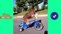 Funny Dog Videos Compilation on May -  Funny Vines Videos 2017